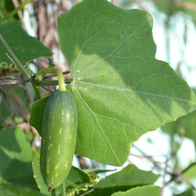 Ivy gourd